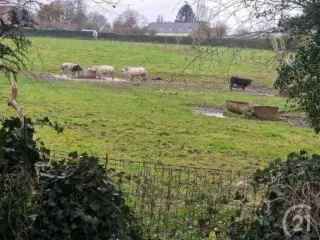 Villa te koop Dilbeek 280m2 4 slaapkamers 5300m2 perceel