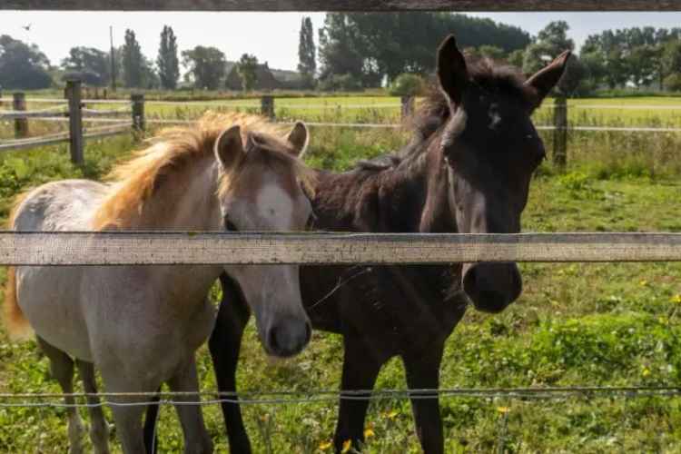 Koop paardenhoeve in Nieuwkapelle met stallen en weiland