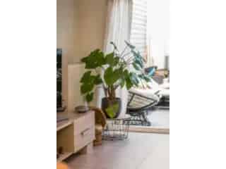 Huis te koop - Sint-Niklaas RBT33912