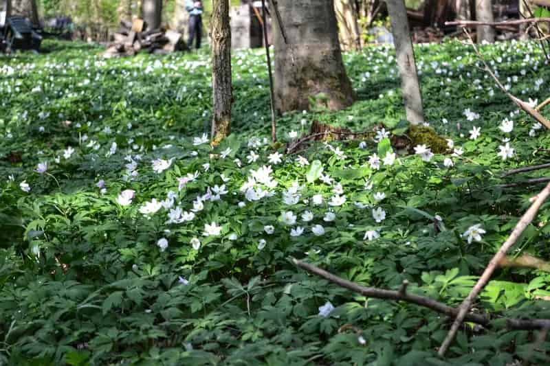 Bosgrond te koop 2790m² Rustgevende natuur
