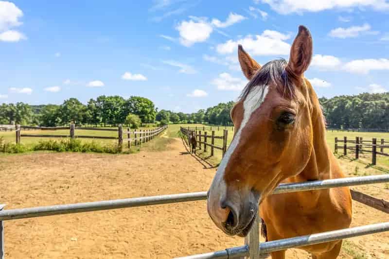 24 Paardenstallen Binnenpiste 10 Hectare Paal-Beringen
