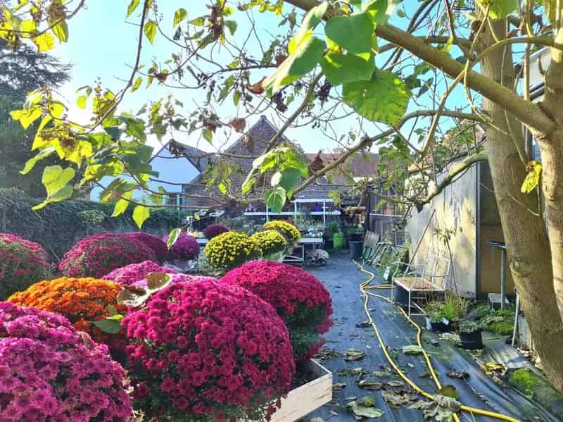 Huis te huur Ellezelles: Dubbele Woonst 1450m²