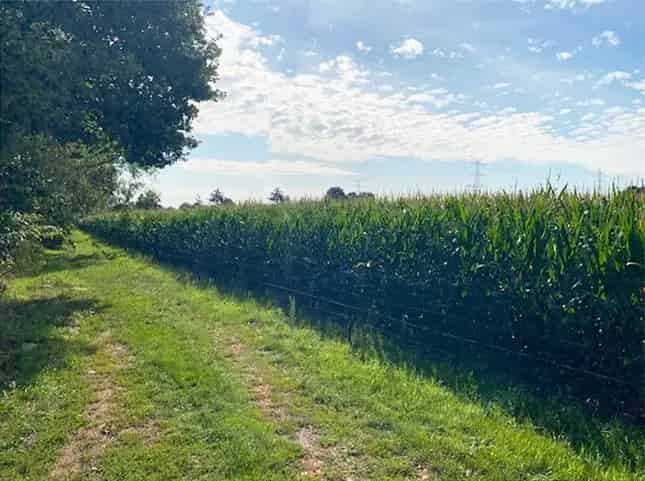 Landbouwgrond te koop Lint 25386m²