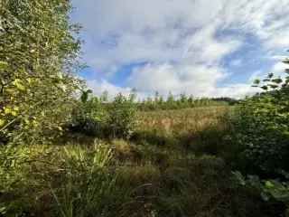 Bosgrond te koop Balen 51079m² 17752 bomen