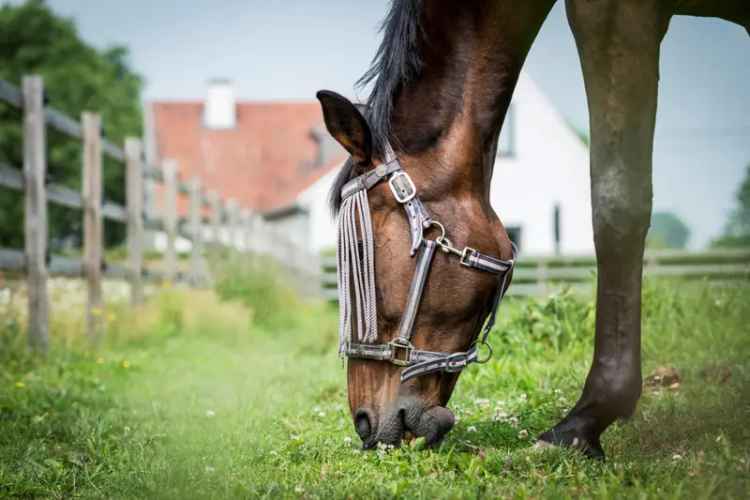 Huur paardenaccommodatie in Kruishoutem met 3,5 hectare grond