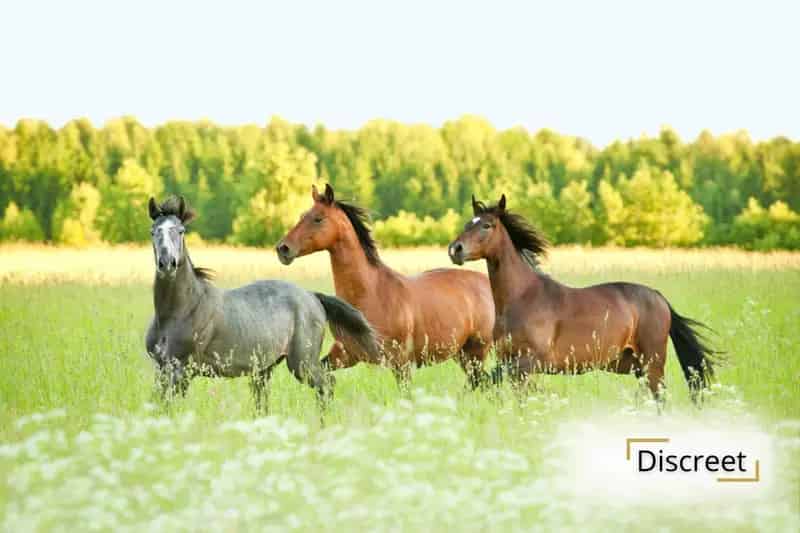 Landhuis met Paardenfaciliteiten te Haasdonk