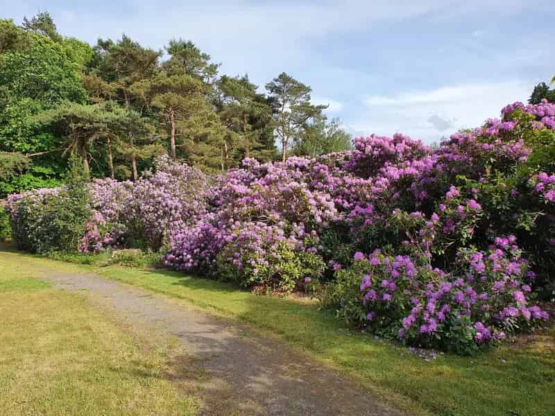 Huis te huur Domein Haezenveld: Luxe villa met parktuin