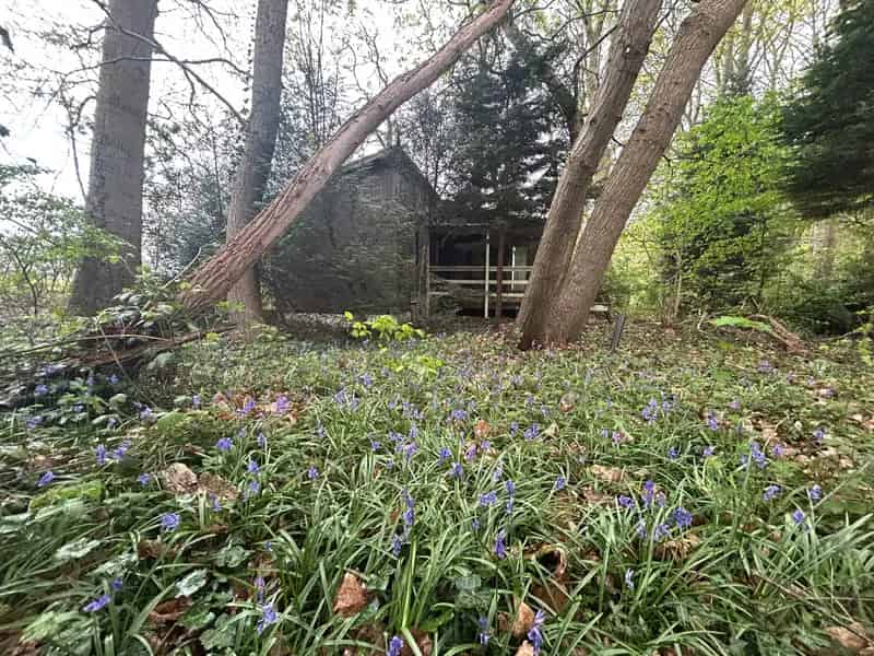Huis te huur: Uniek chalet te renoveren in bosrijke omgeving