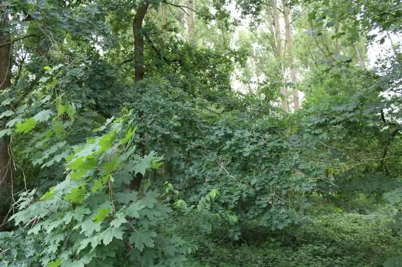Tuingrond te Brasschaat