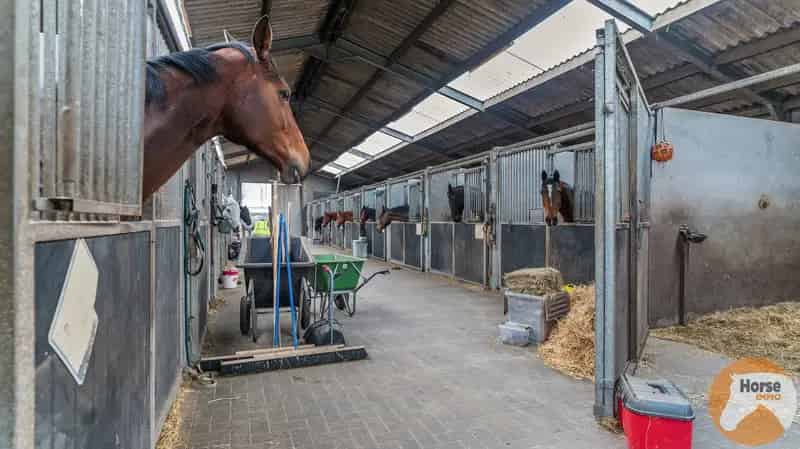 Paardenaccommodatie te Kampenhout 56 Stallen 4ha28