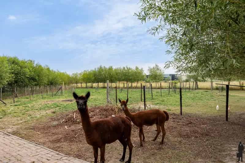 Gerenoveerde woning 6 slaapkamers Lier